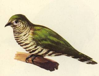 Long-Tailed Cuckoo