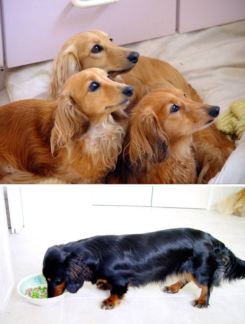Four Dachshunds